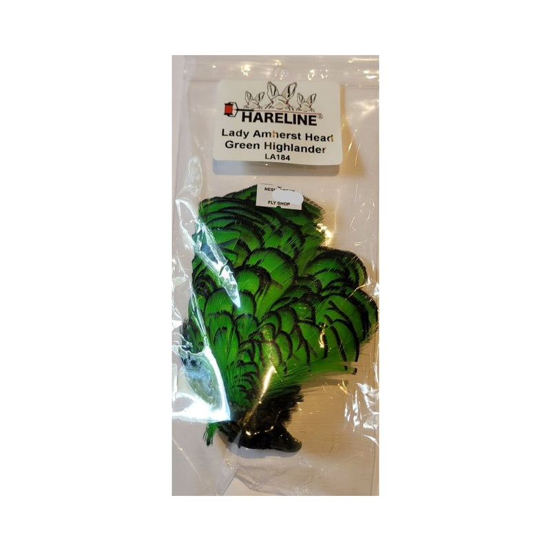 Lady Amherst Pheasant Head