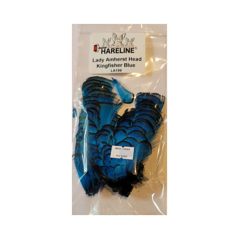 Lady Amherst Pheasant Head